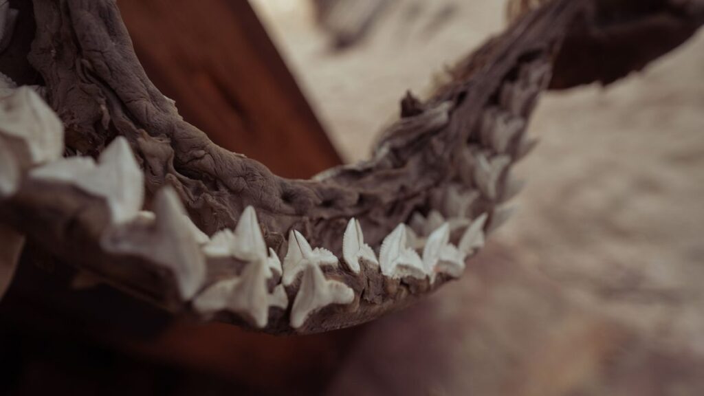 Detailed close-up of shark jawbone showing sharp teeth, perfect for natural history content.